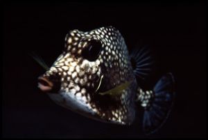 Smooth Trunkfish, Town Pier, Bonaire (night dive). F90X, ... by Andy Heath 